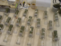 Army Malaria Institute- exposure to treated swatches in WHO test chambers