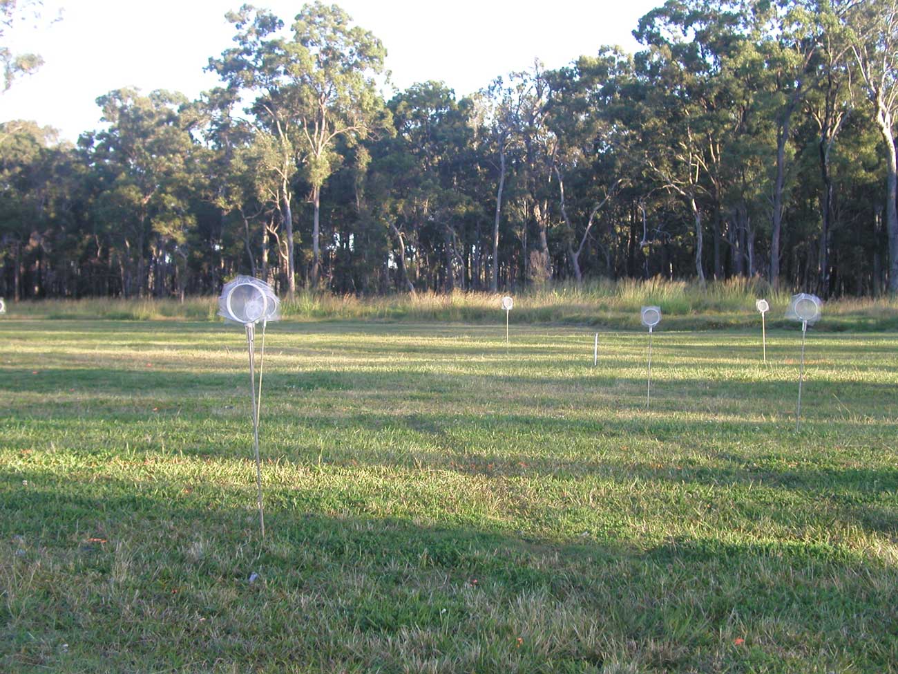 Caged mosquitoes in downwind arrays 