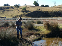 Typical saltmarsh habitat