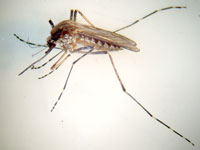 Southern Saltmarsh Mosquito