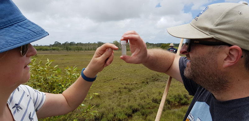 Saltmarsh surveillance, Noosa 2017. Rachel Cane & Mark Disbury