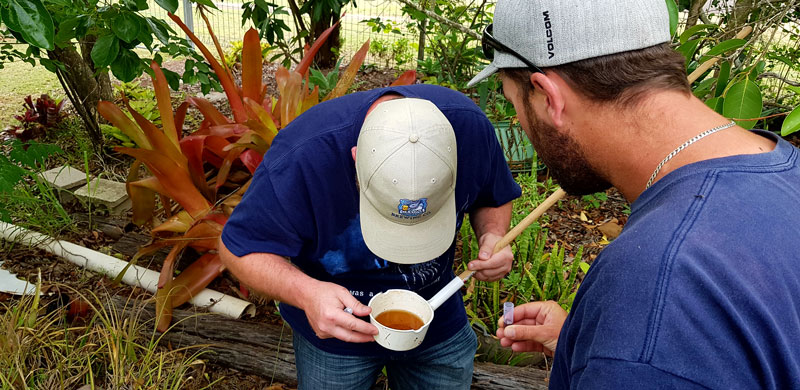 Aedes aegypti, Wondai. Reuben Gerbick & Mark Disbury